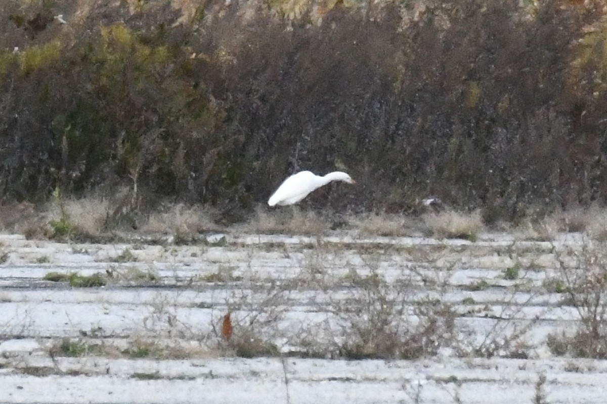 Western Cattle-Egret - ML645352020