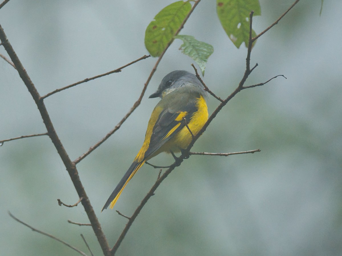 Личинкоїд сірощокий - ML645352027