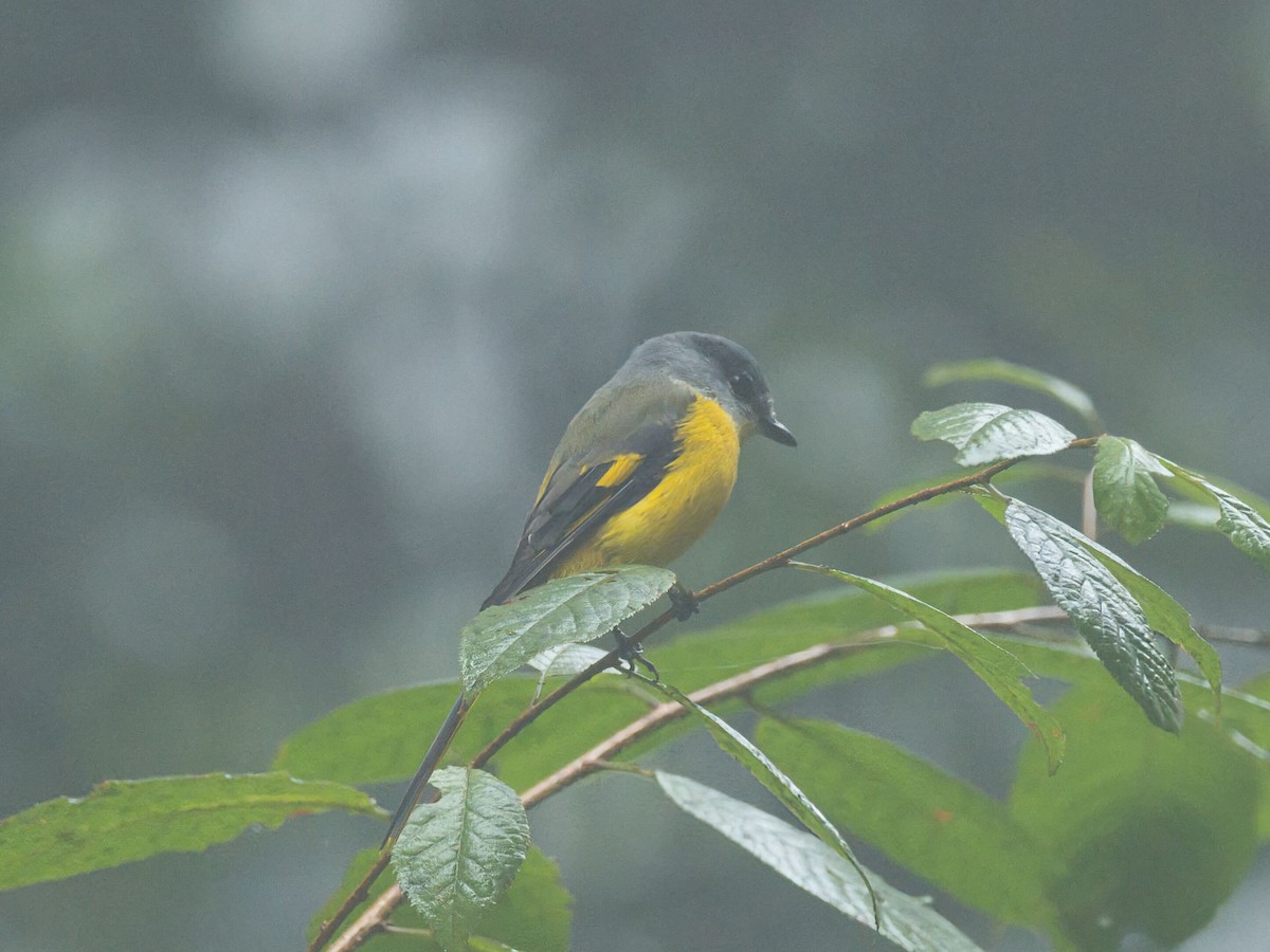 Личинкоїд сірощокий - ML645352028