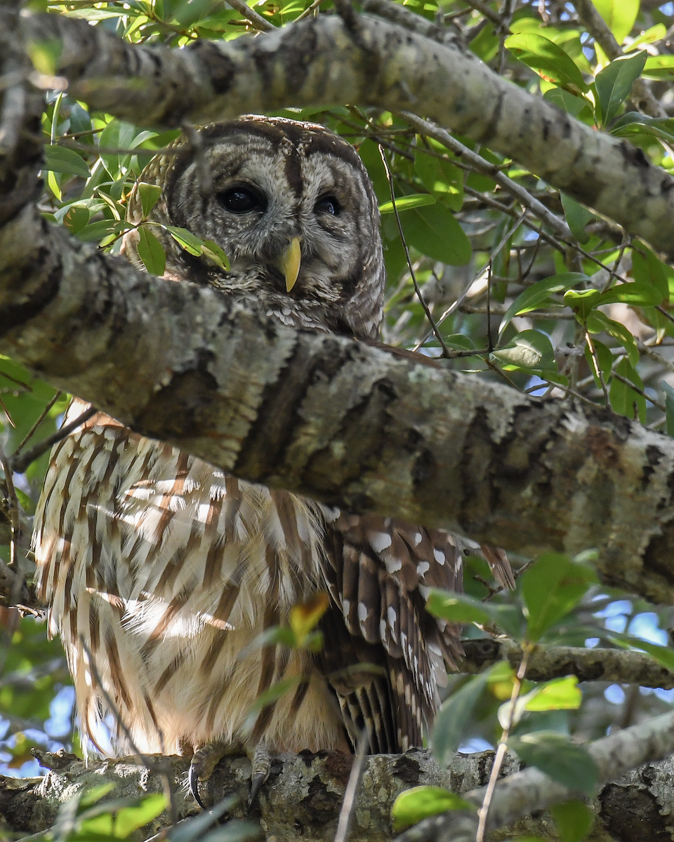 Barred Owl - ML645352029