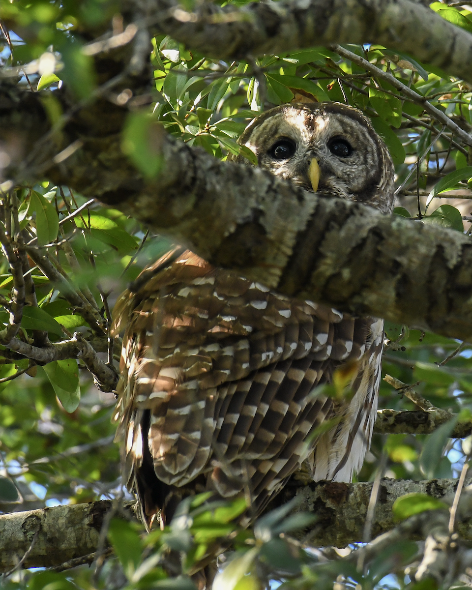 Barred Owl - ML645352030