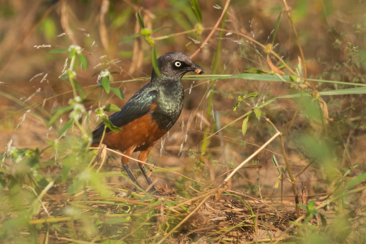 Choucador à ventre roux - ML645352034