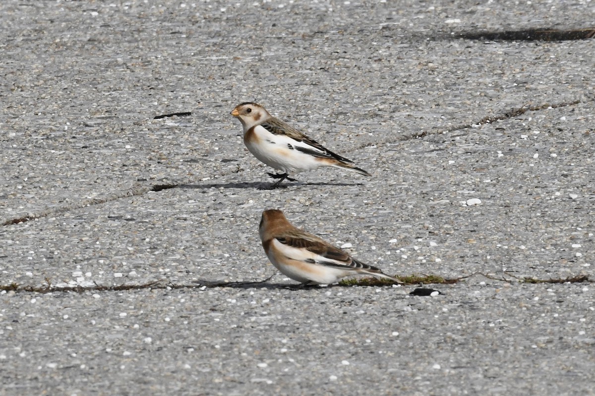 Snow Bunting - ML645352039