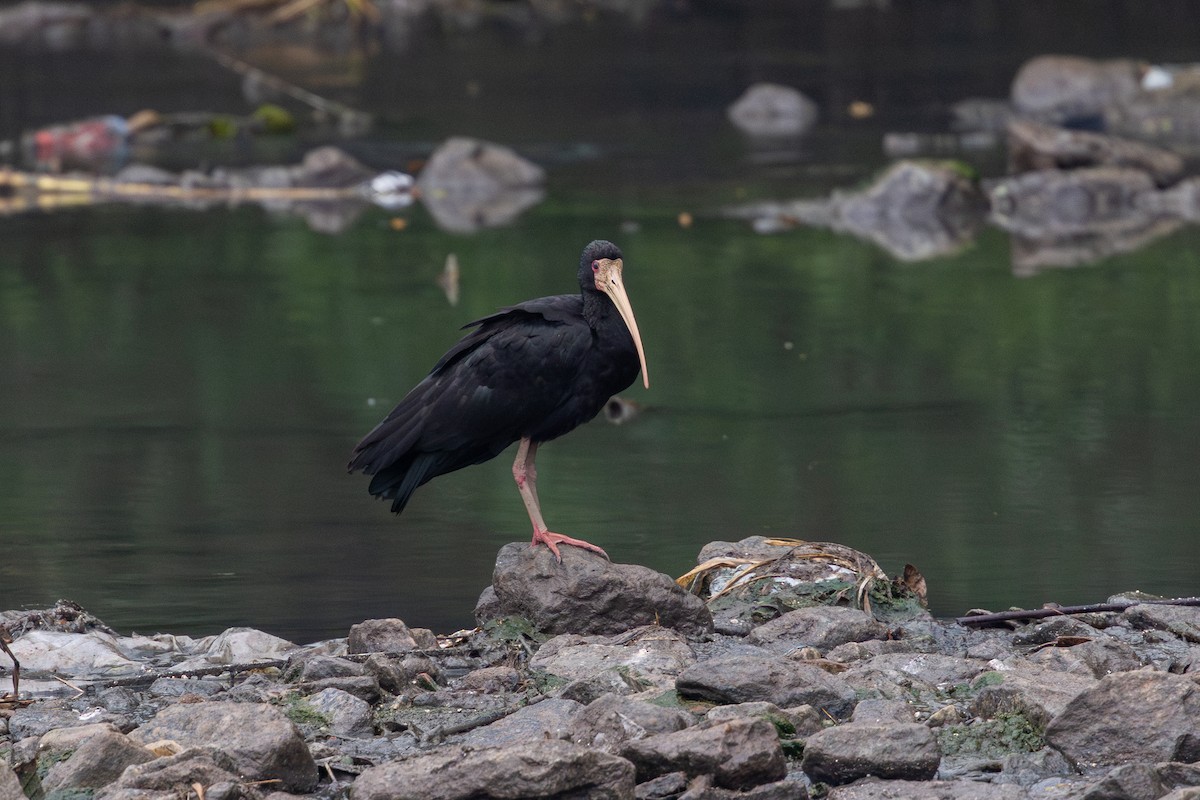 Bare-faced Ibis - ML645352042