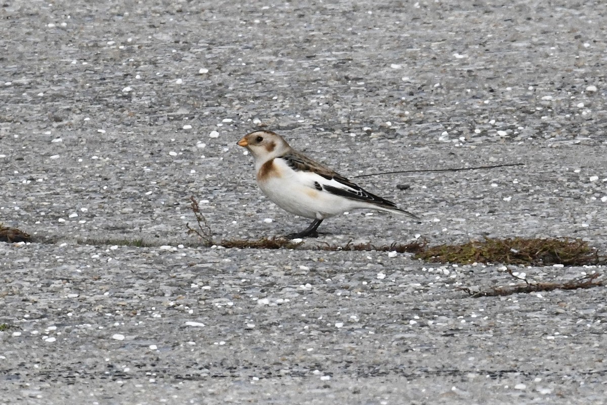Snow Bunting - ML645352043