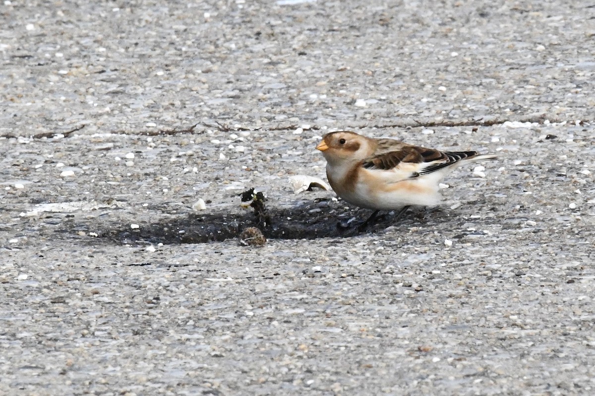 Snow Bunting - ML645352044
