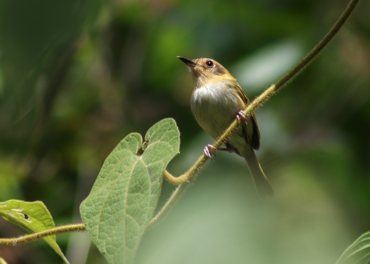 Ochre-faced Tody-Flycatcher - ML645352047