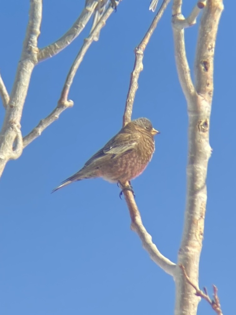 pěnkavice coloradská - ML645352048