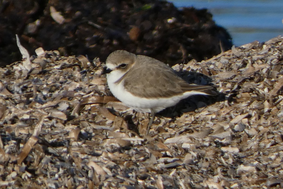 Тэнгисийн хиазат - ML645352053