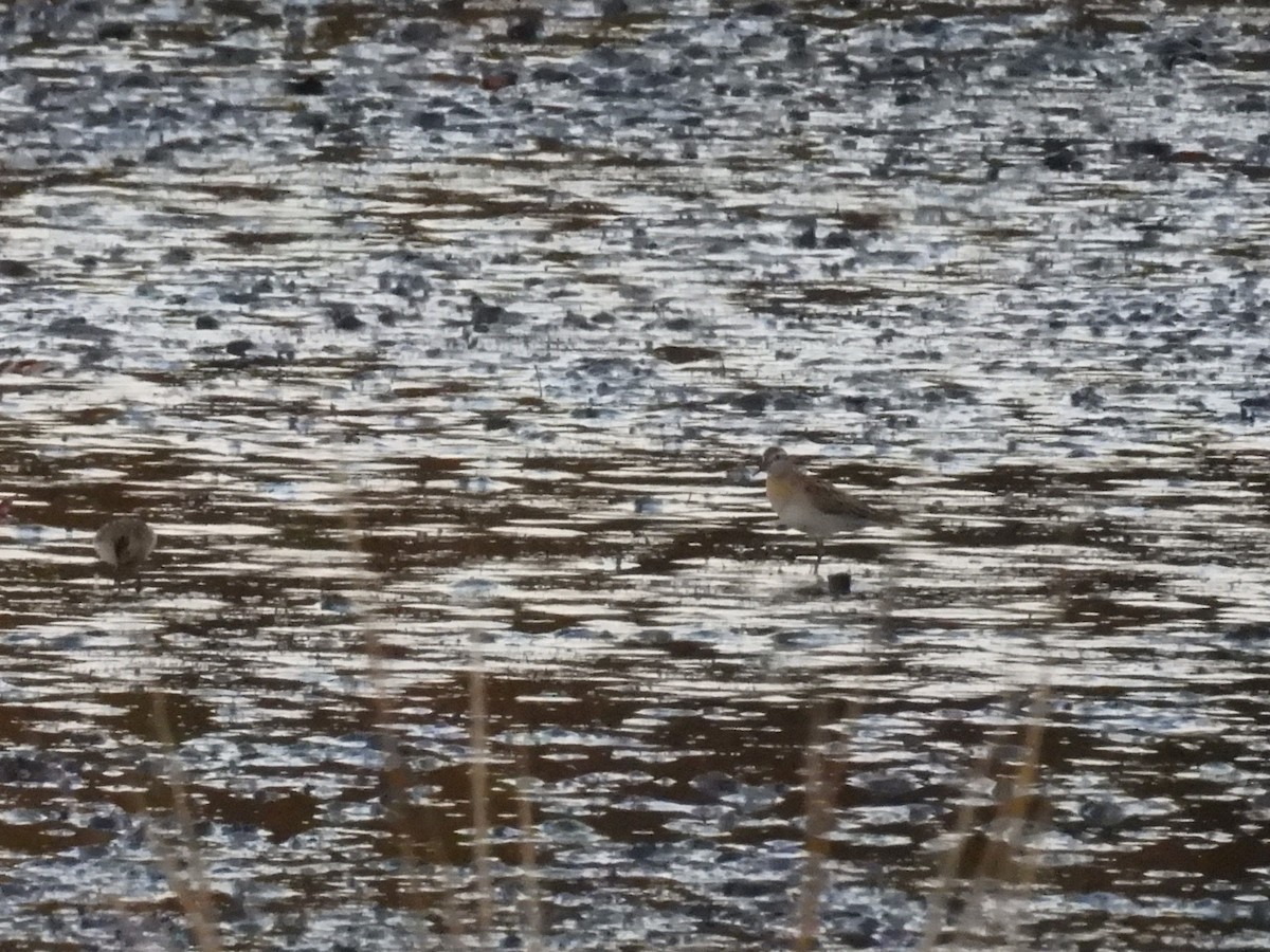 Sharp-tailed Sandpiper - ML645352071
