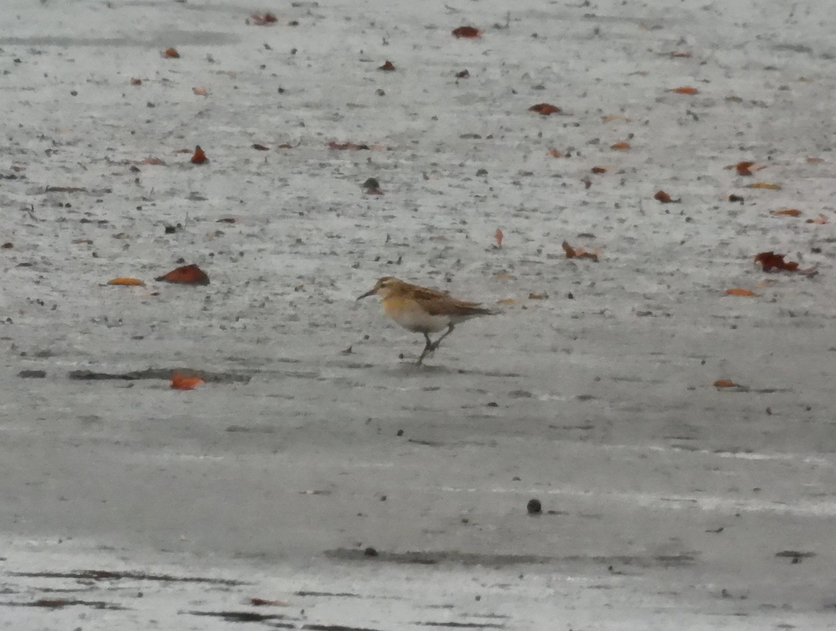Sharp-tailed Sandpiper - ML645352072