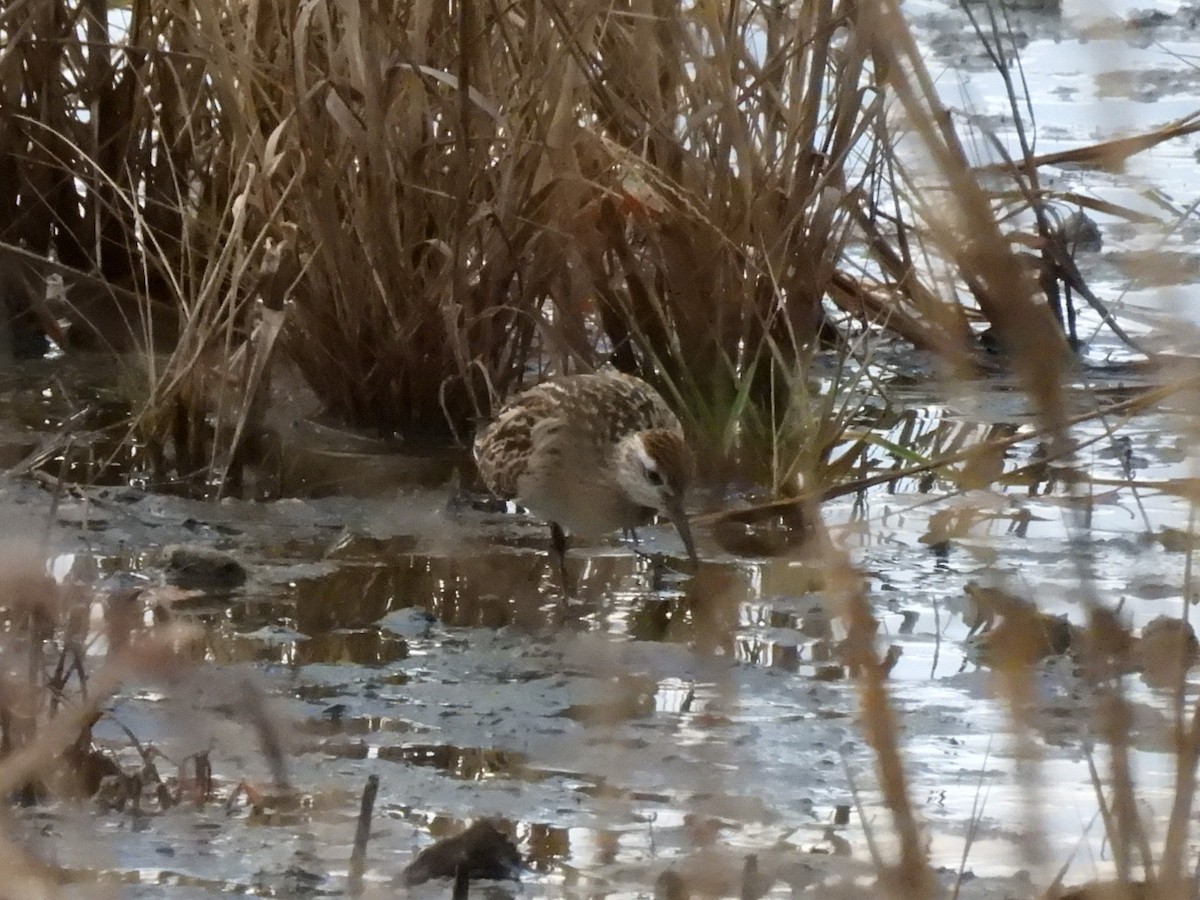 Sharp-tailed Sandpiper - ML645352073
