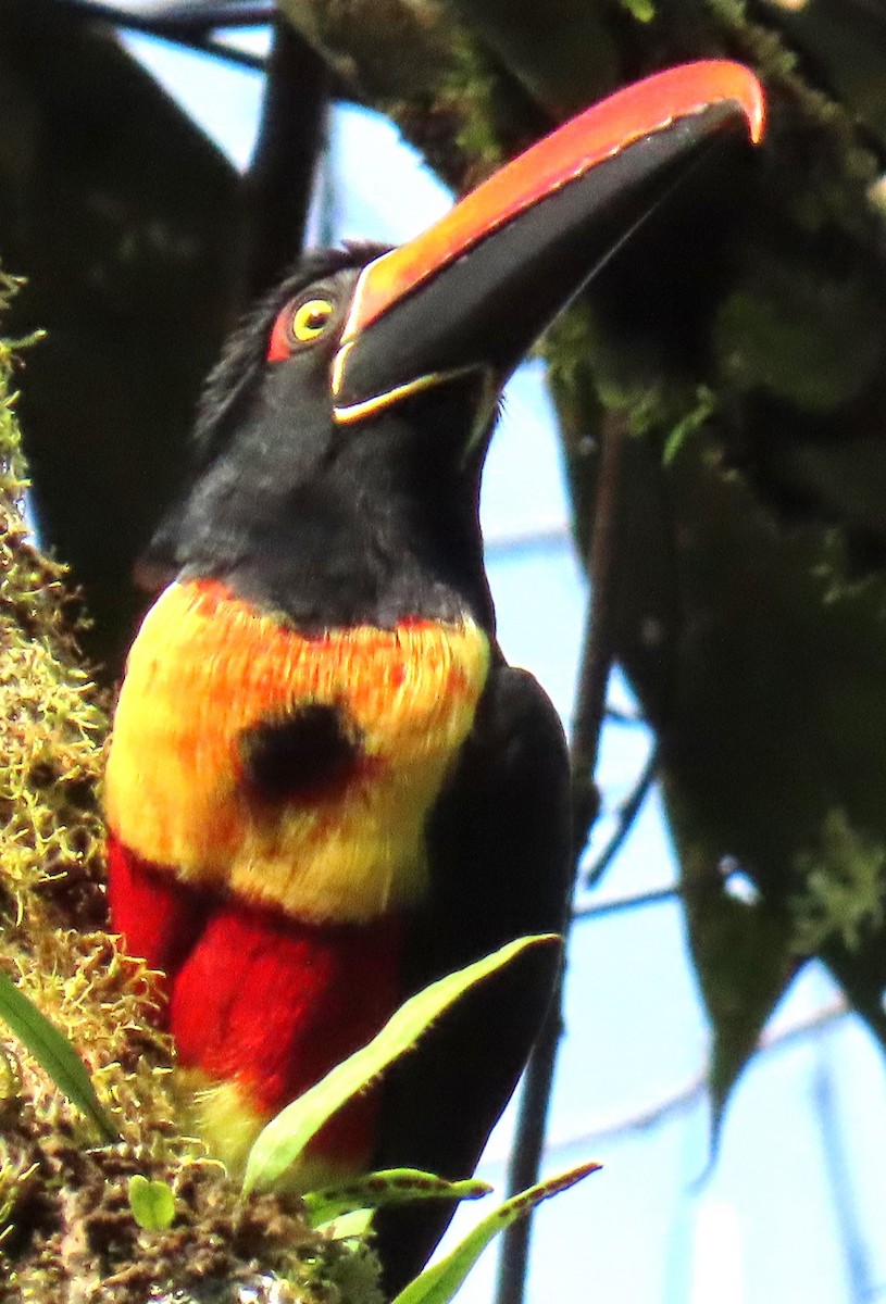 Fiery-billed Aracari - ML645352081