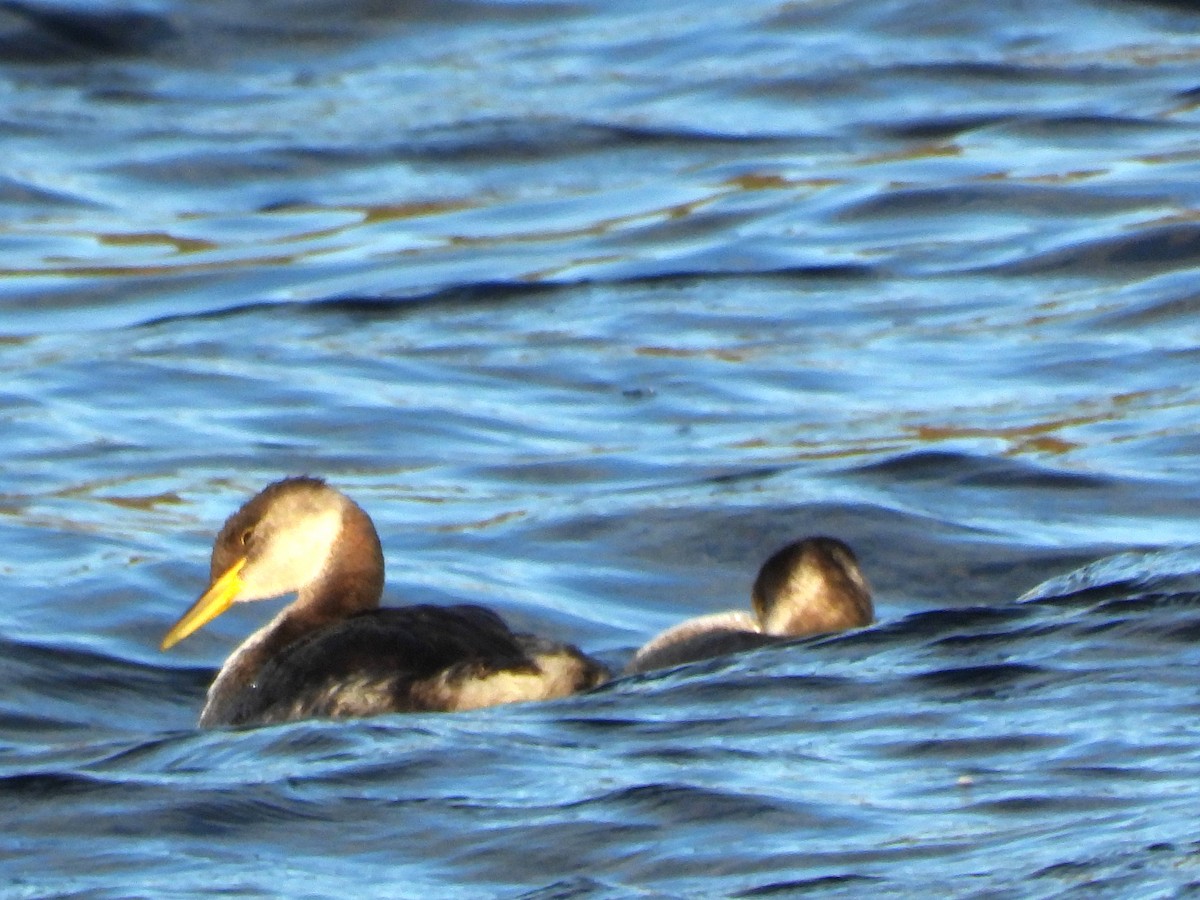 Буурал шунгуур - ML645352087