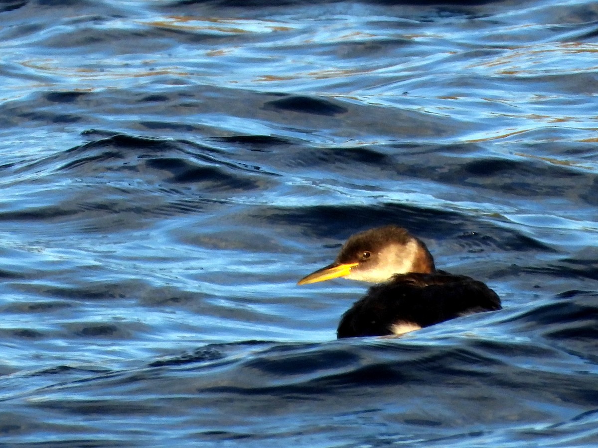 Буурал шунгуур - ML645352088