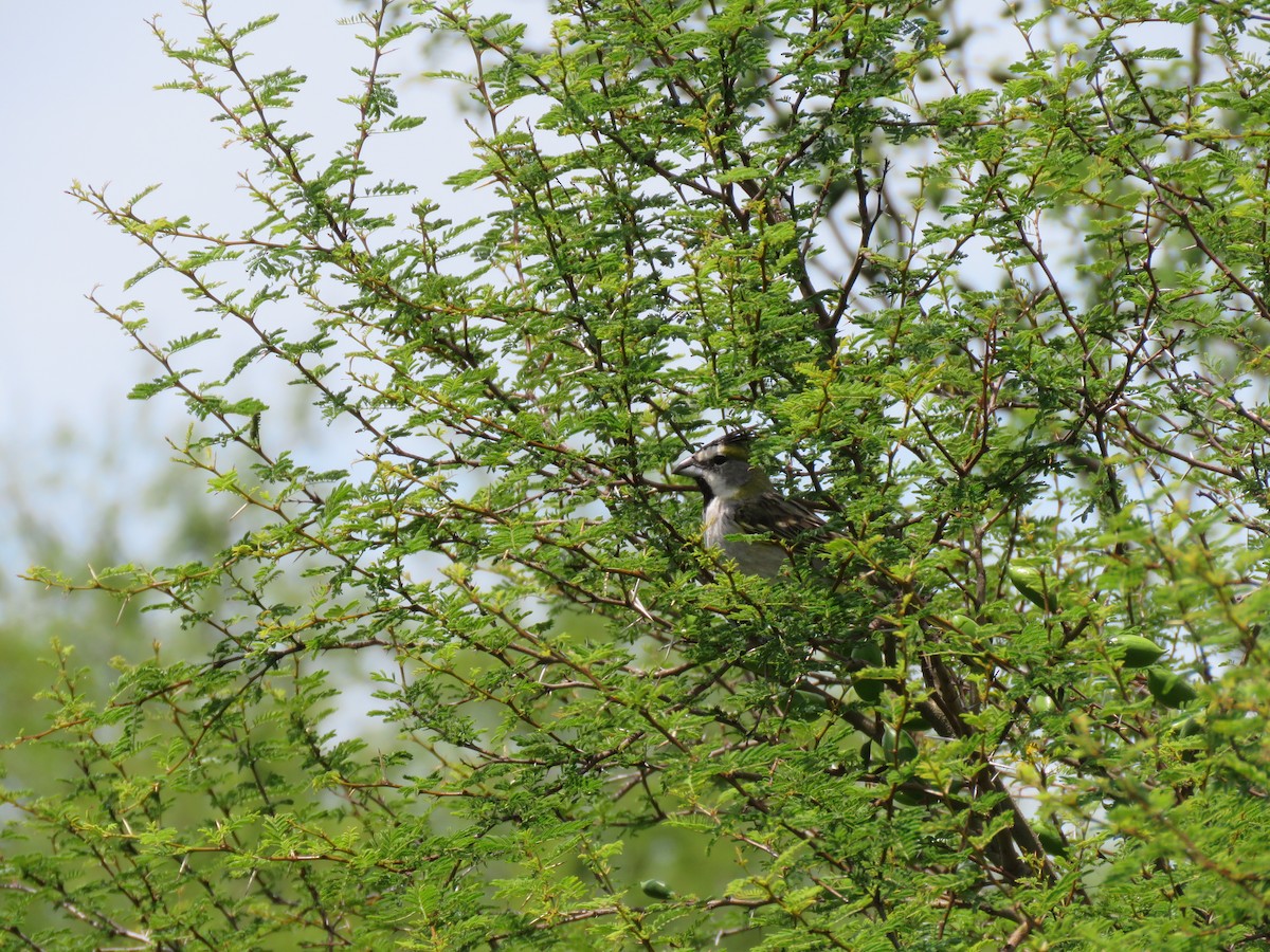 Yellow Cardinal - ML645352091