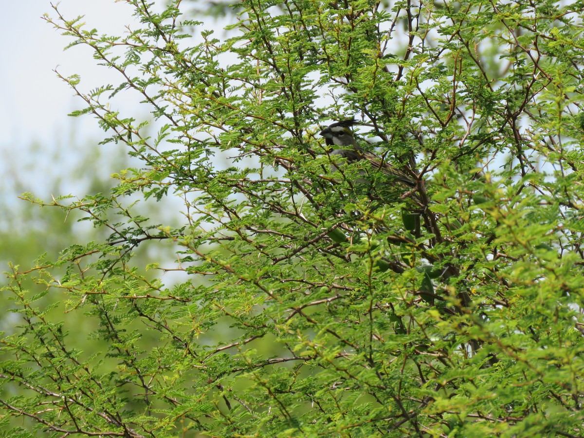 Yellow Cardinal - ML645352092