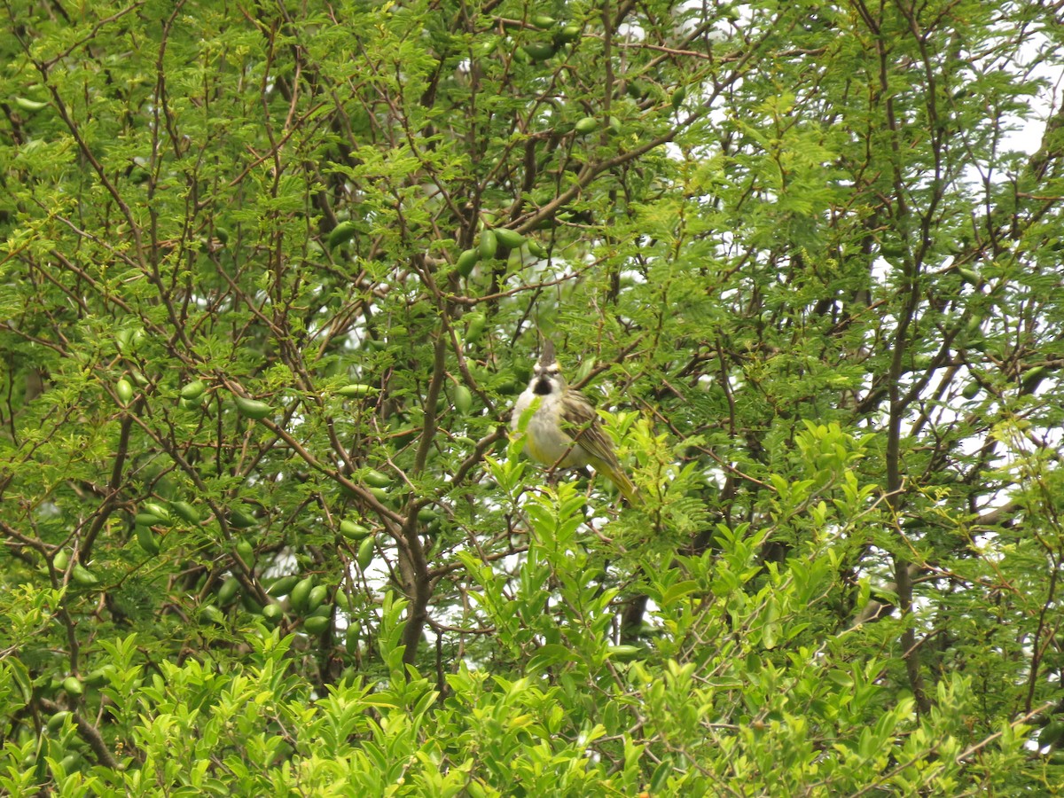 Yellow Cardinal - ML645352093