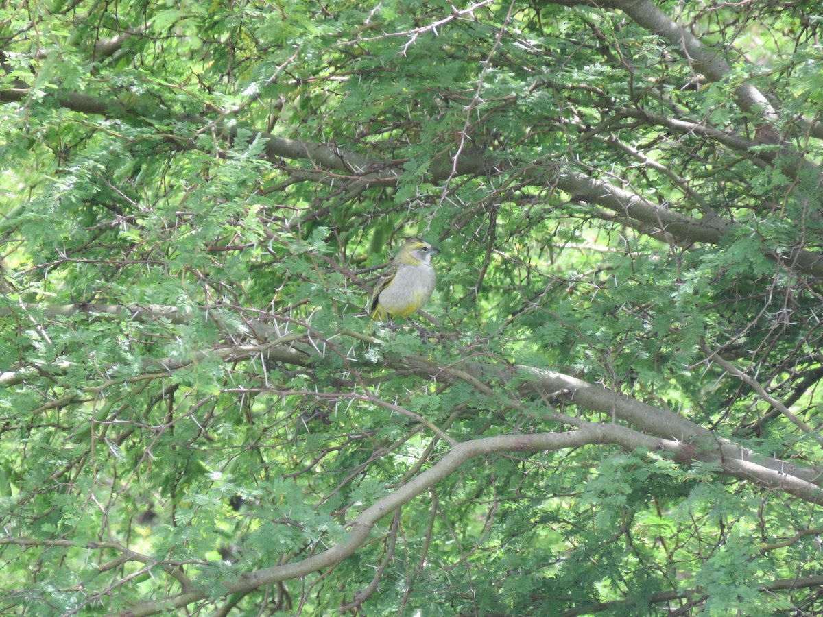 Yellow Cardinal - ML645352094