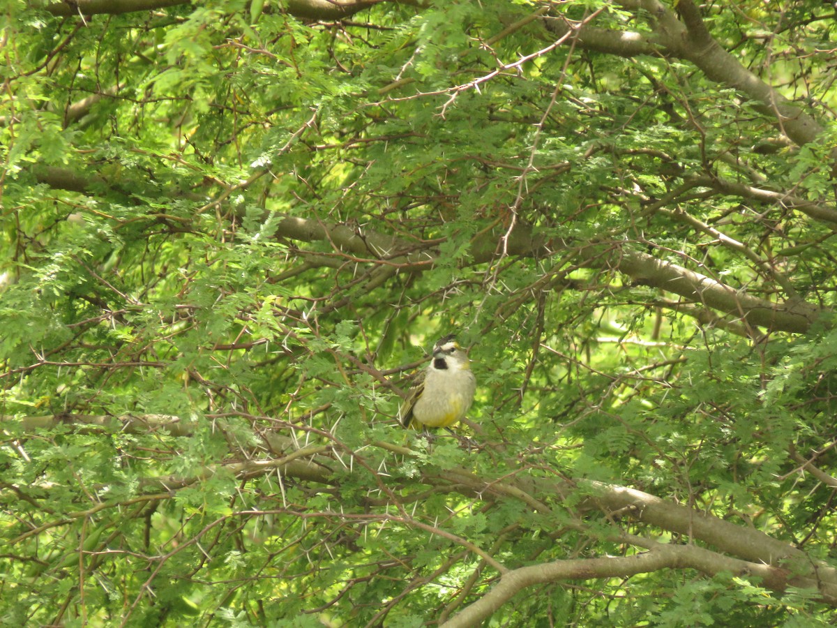 Yellow Cardinal - ML645352095