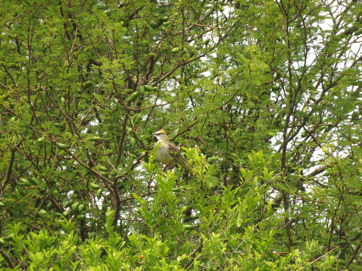 Yellow Cardinal - ML645352096