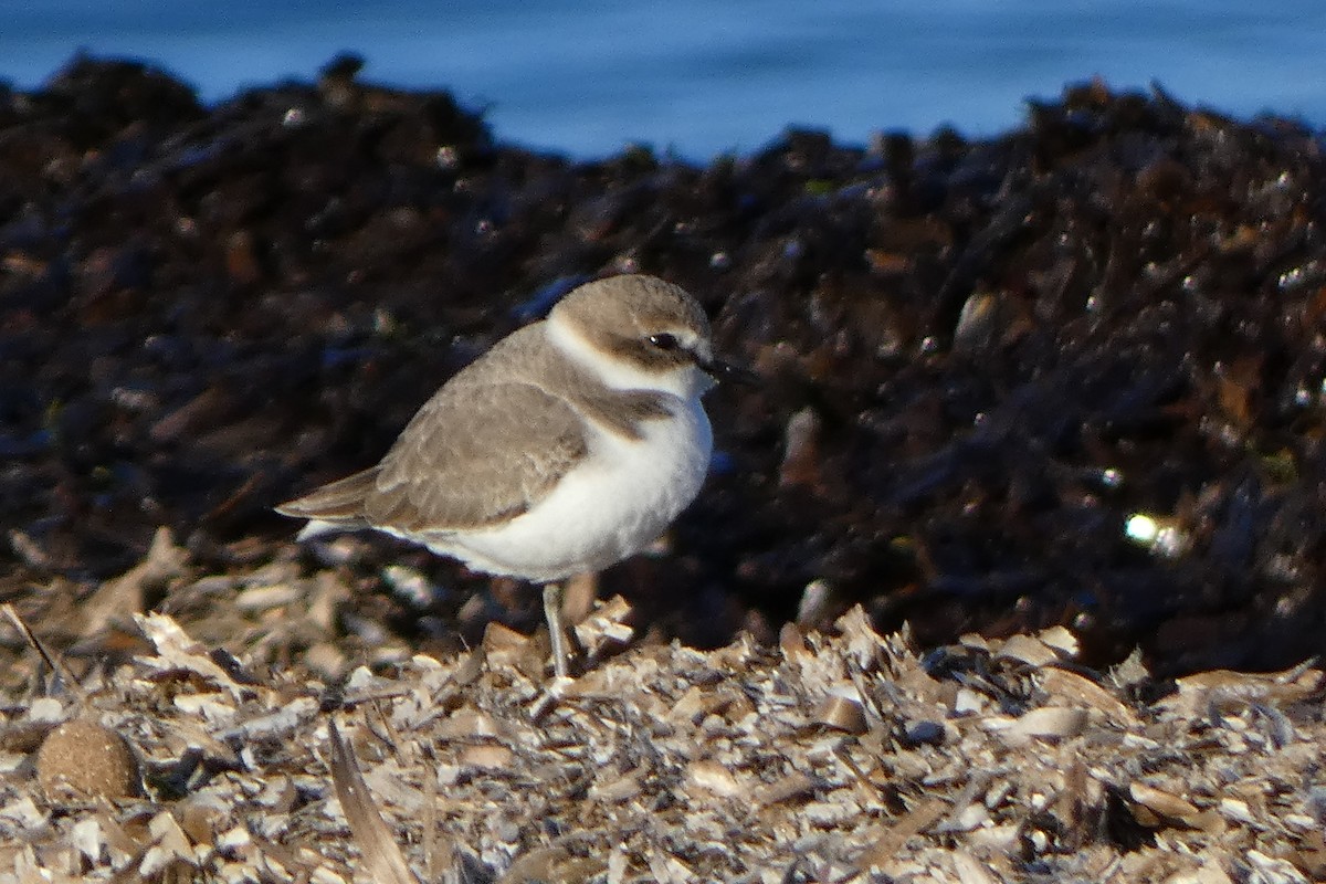 Тэнгисийн хиазат - ML645352097