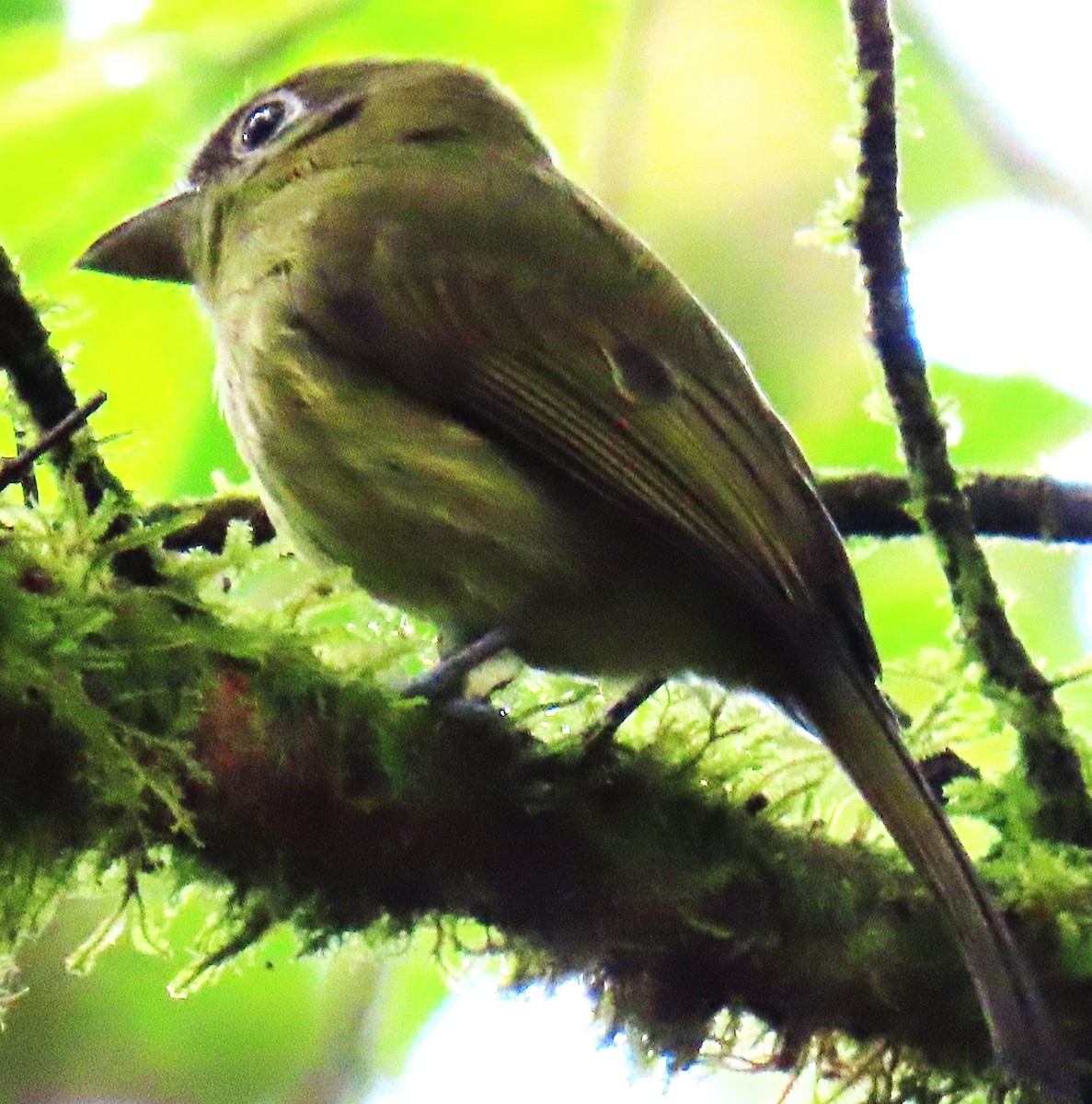 Eye-ringed Flatbill - ML645352100