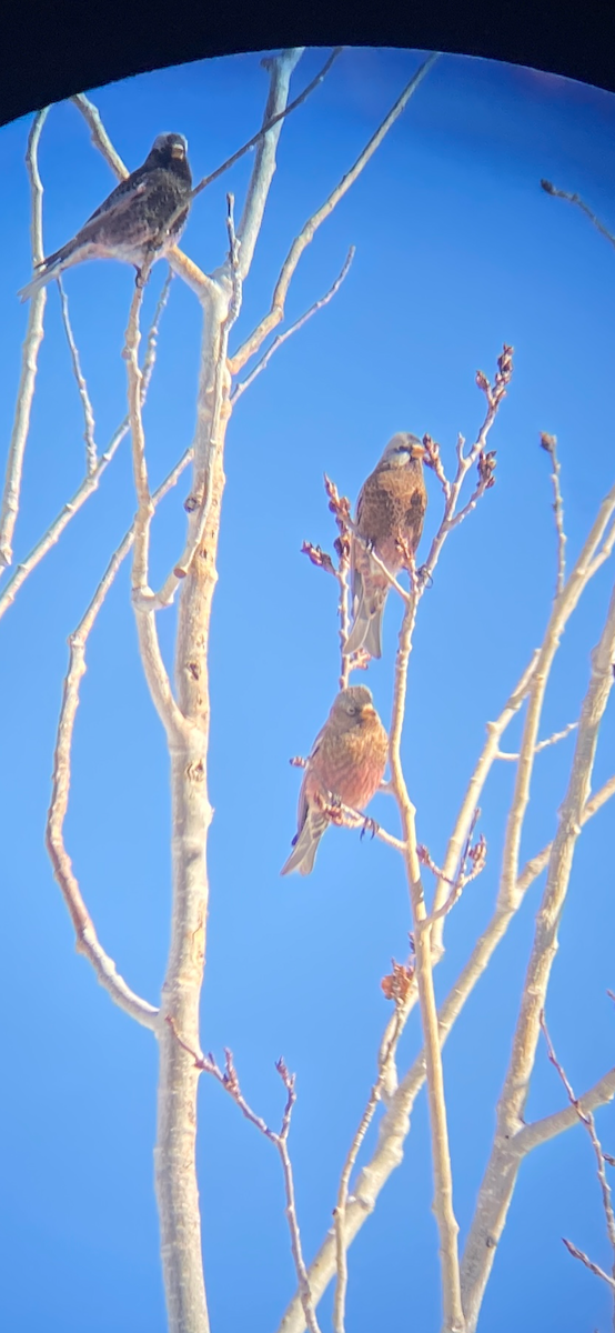 Gray-crowned Rosy-Finch - ML645352105