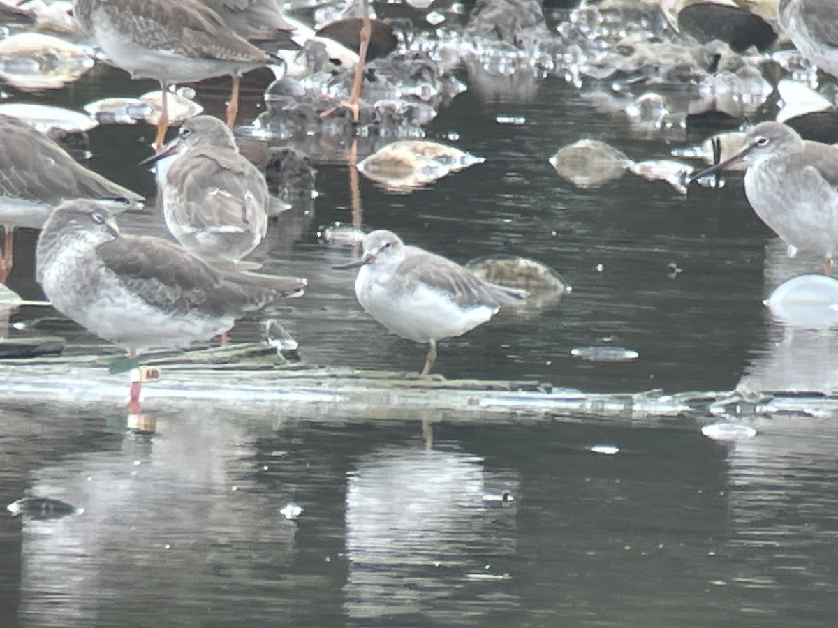 ソリハシシギ - ML645352110