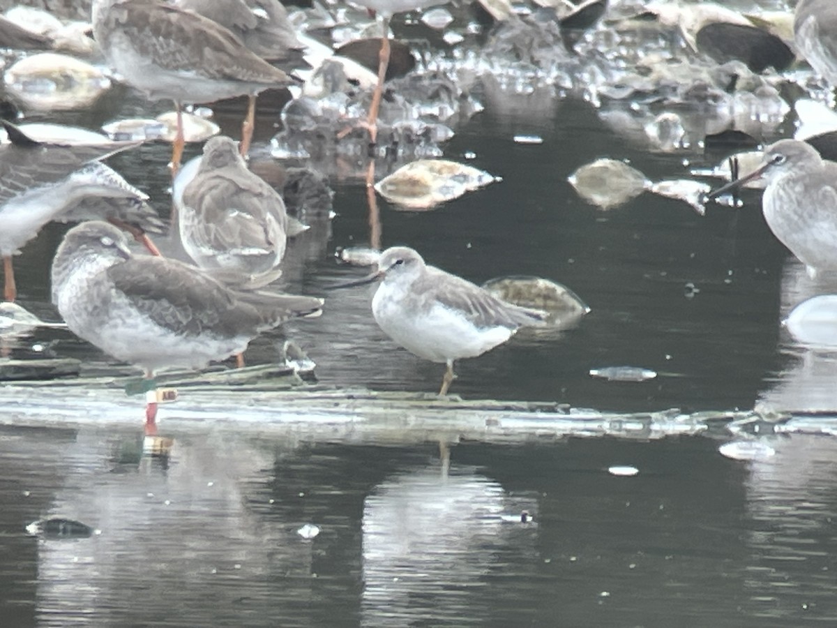 ソリハシシギ - ML645352111