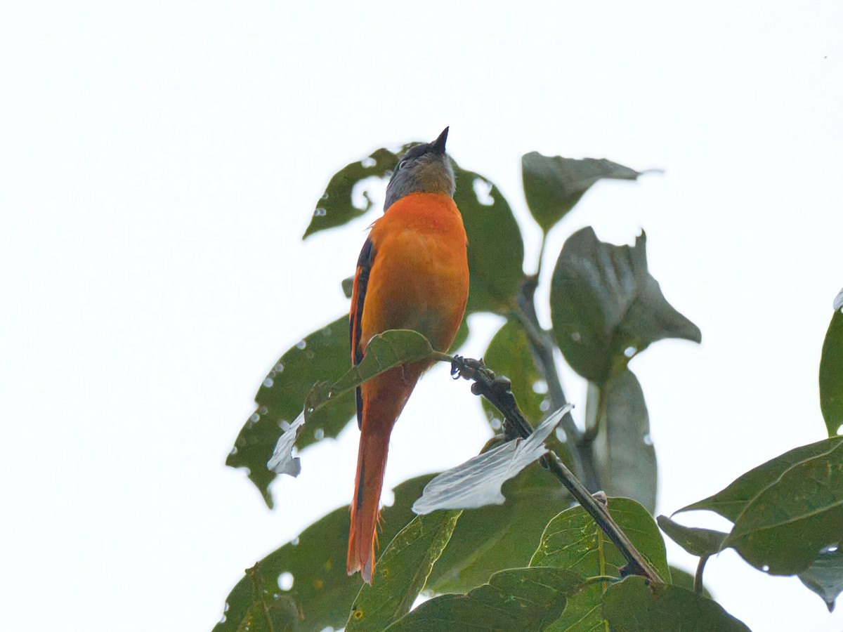 Личинкоїд сірощокий - ML645352118