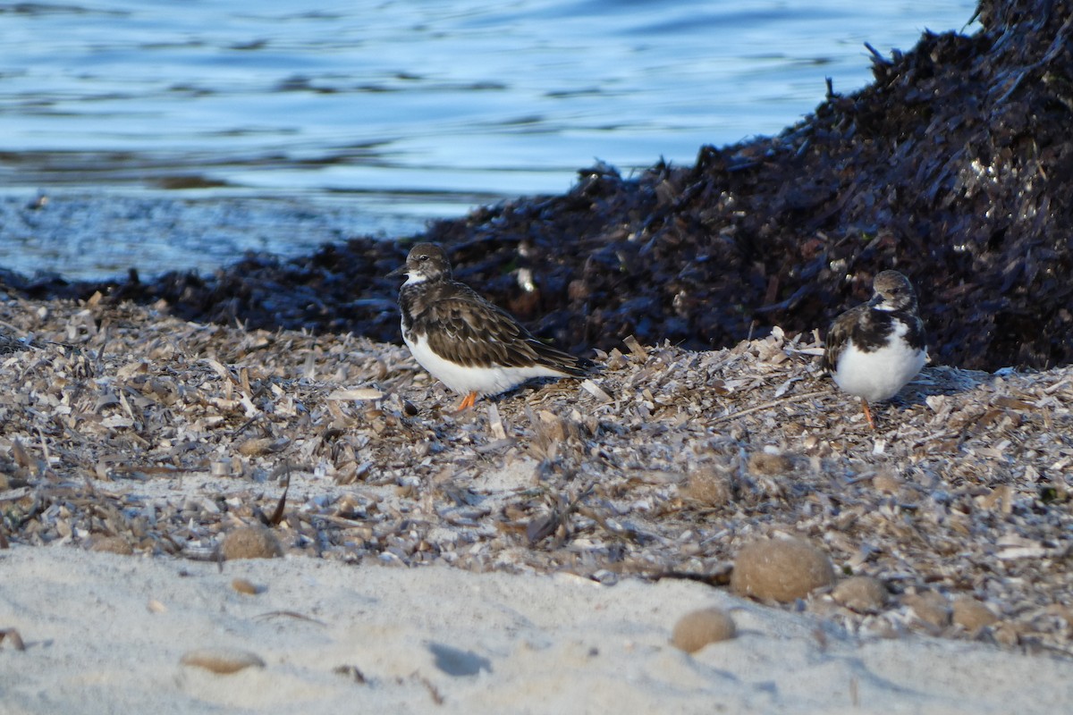 Алаг хайргач - ML645352119