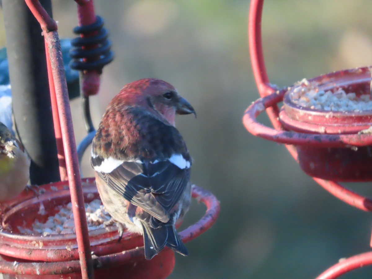 båndkorsnebb - ML645352121