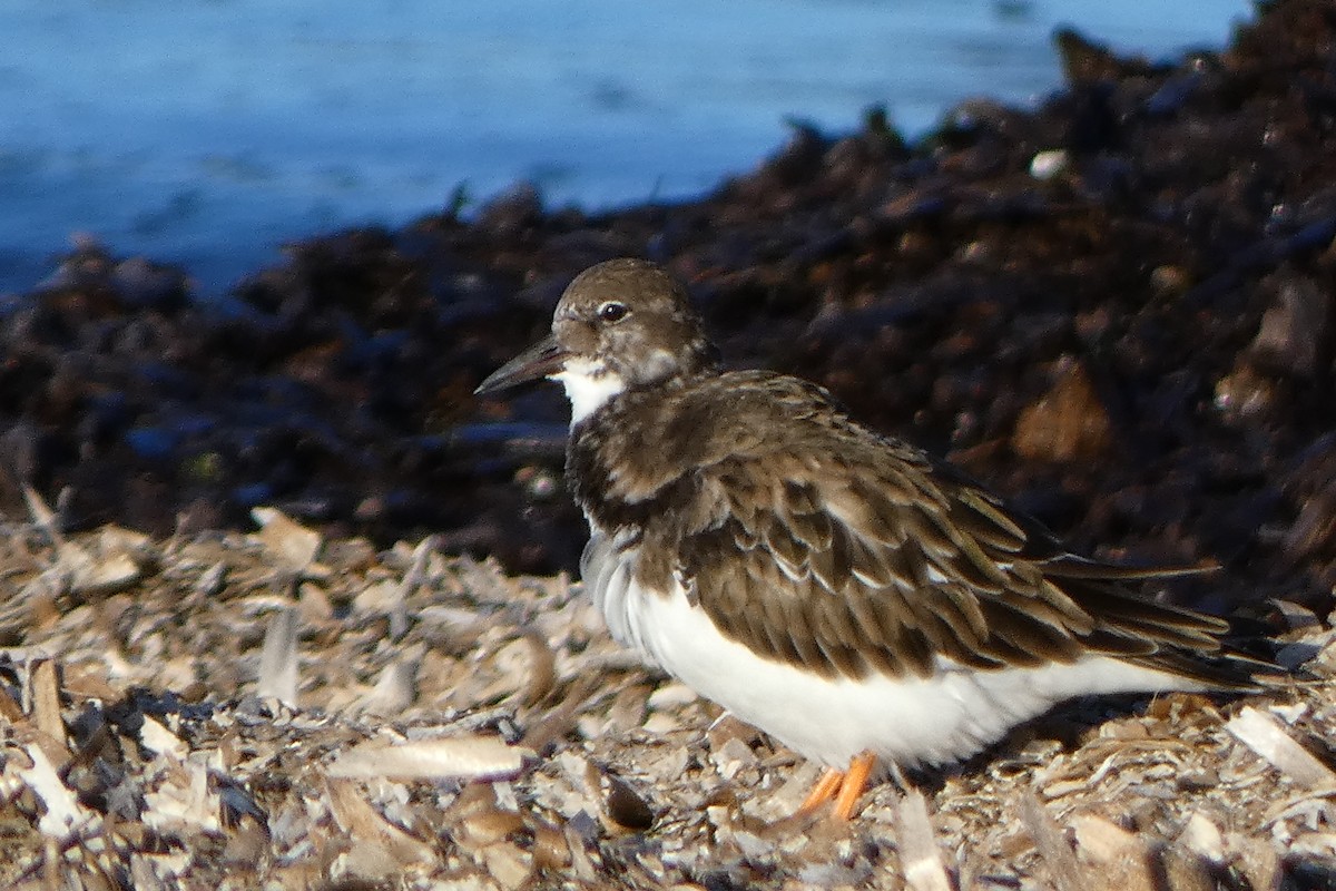 Алаг хайргач - ML645352127