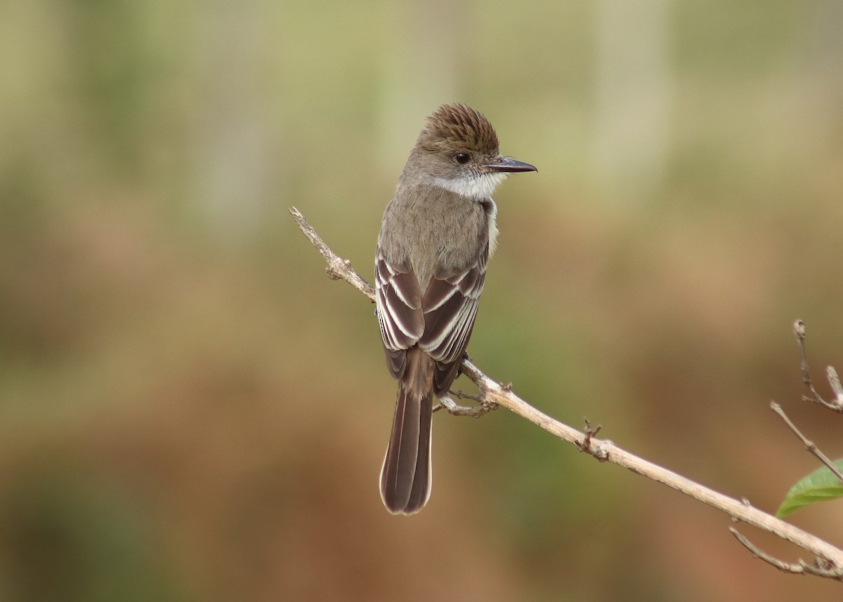 Brown-crested Flycatcher - ML645352129