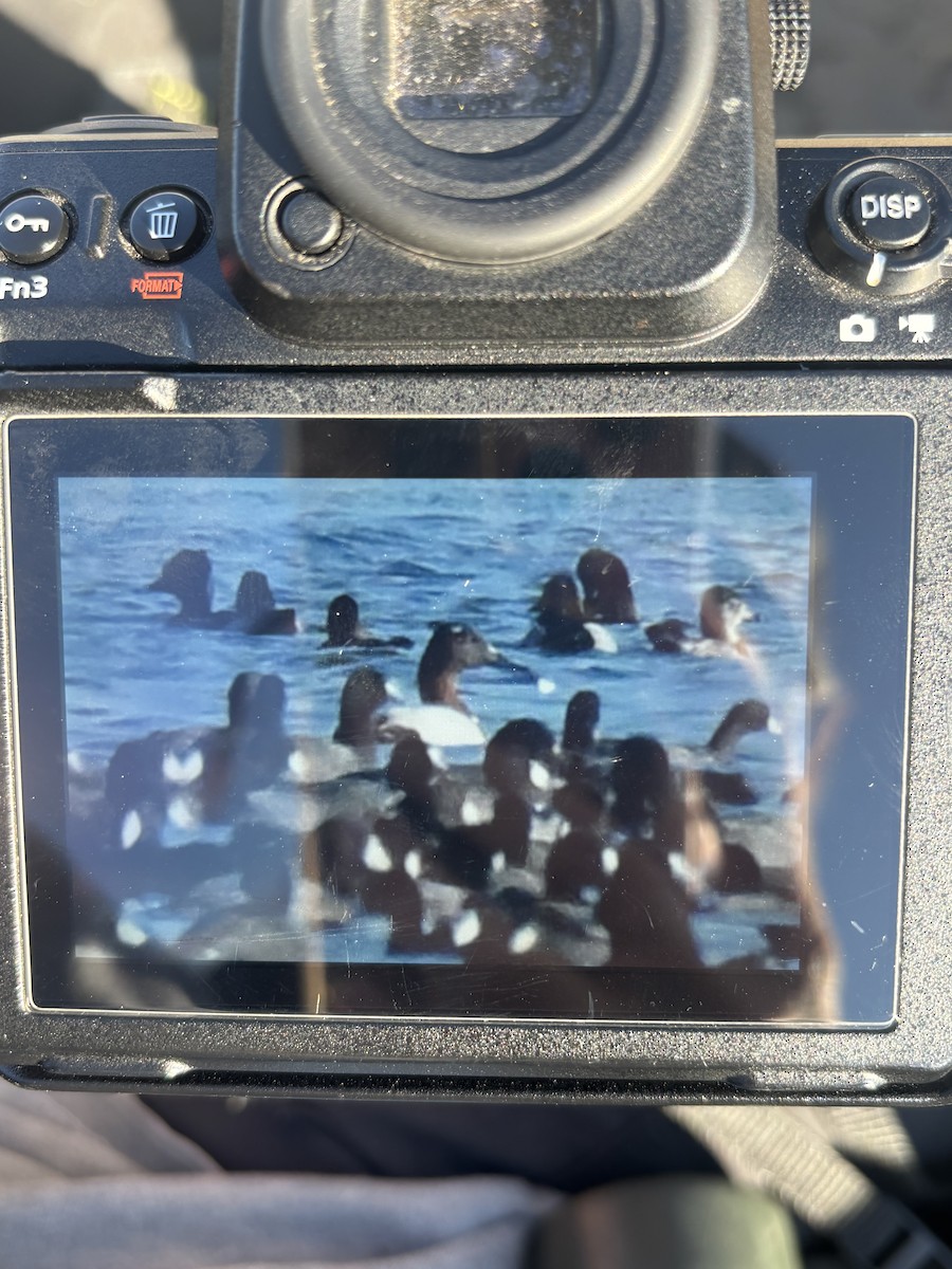 Canvasback - ML645352131