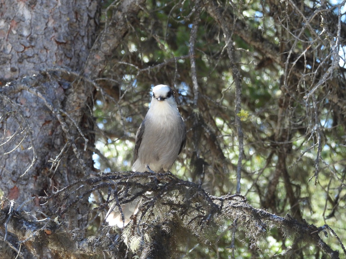 Canada Jay - ML645352132