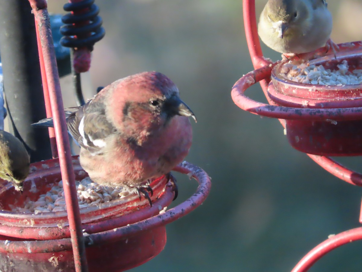 båndkorsnebb - ML645352143