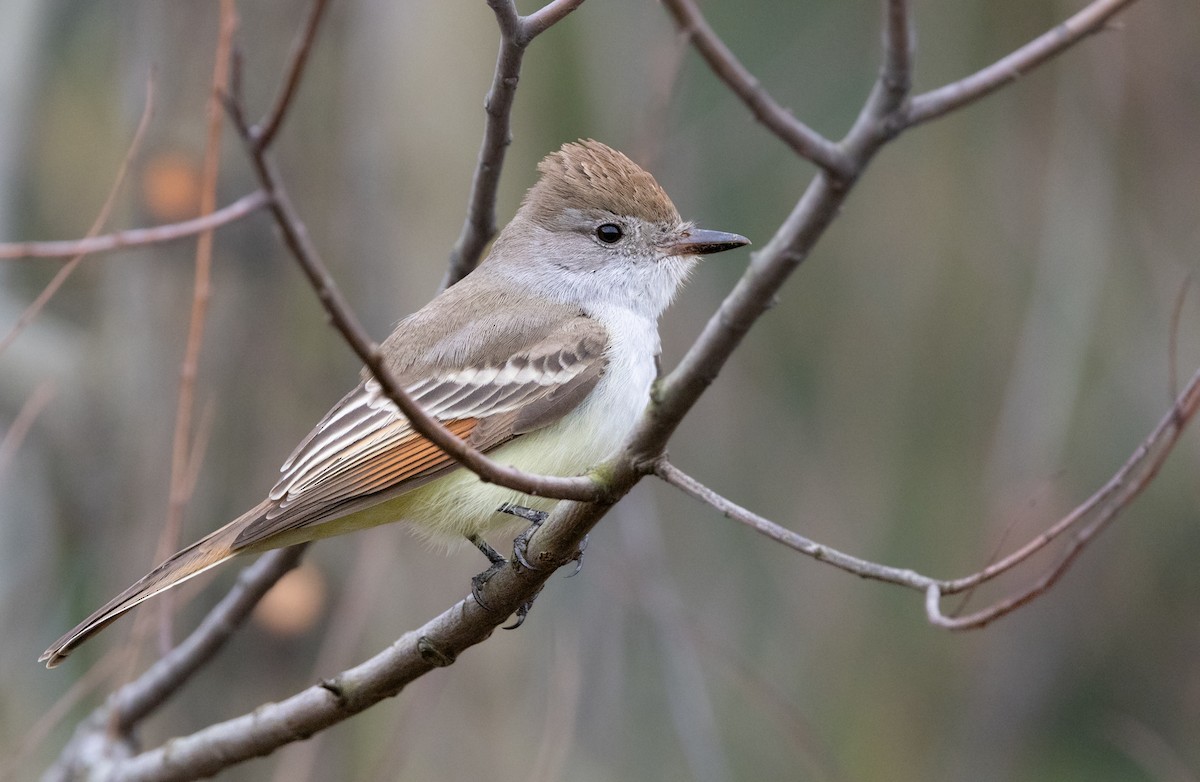 Ash-throated Flycatcher - ML645352148