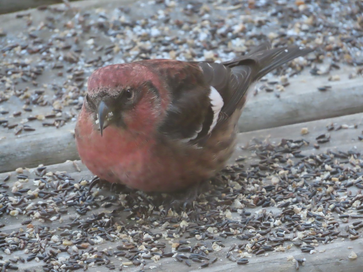 båndkorsnebb - ML645352160