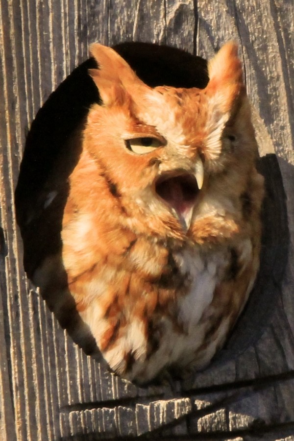 Eastern Screech-Owl - ML645352167