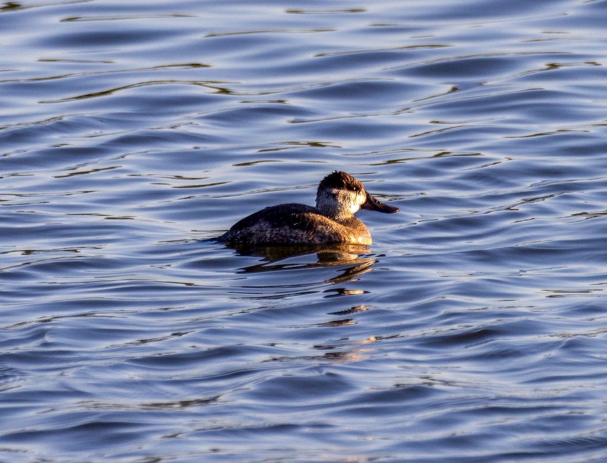 Ruddy Duck - ML645352168