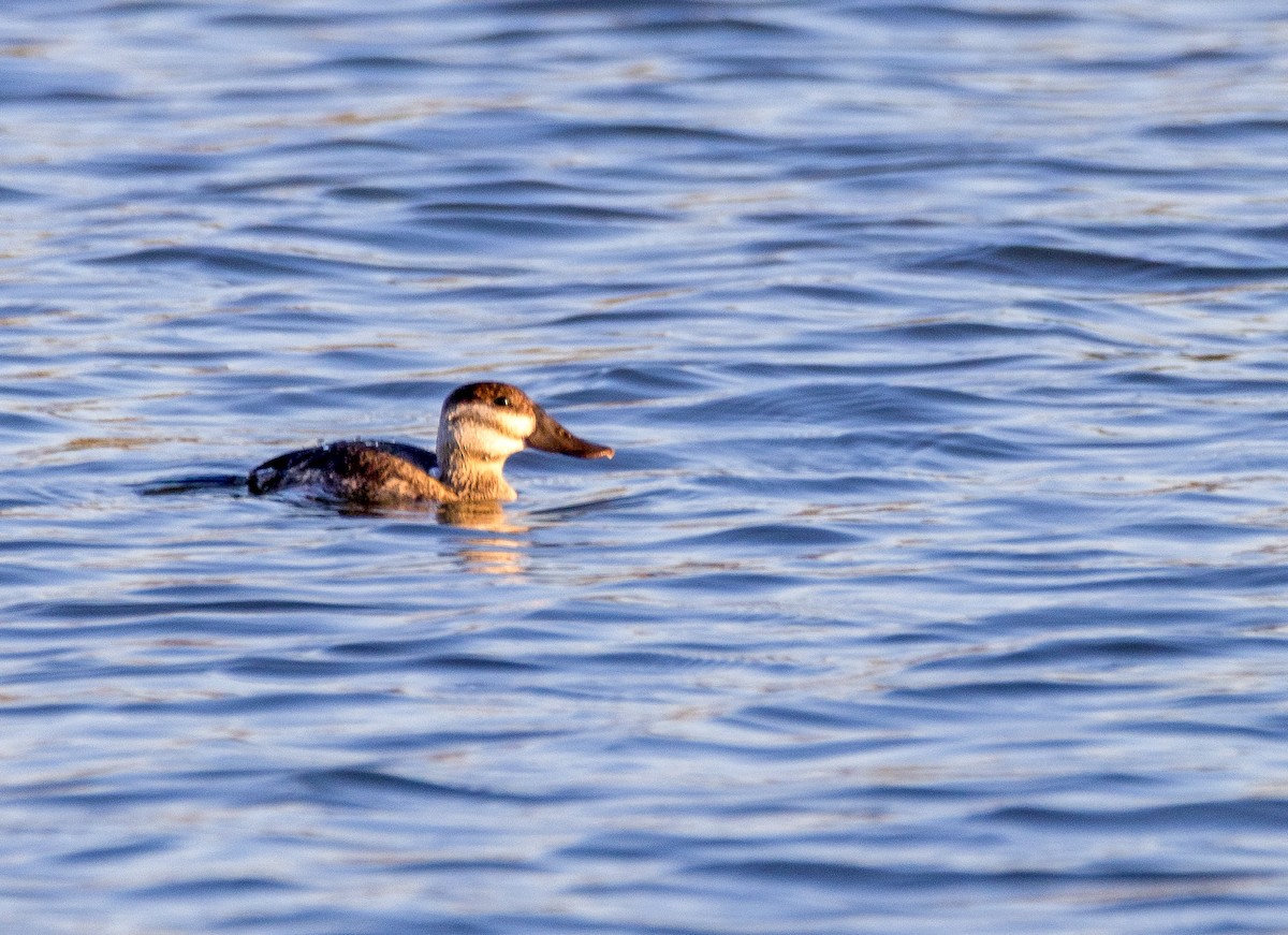Ruddy Duck - ML645352169