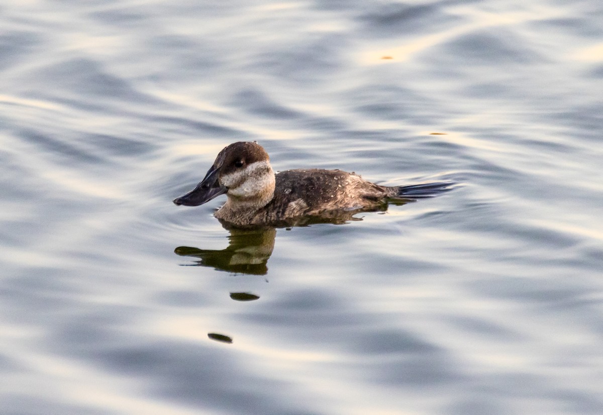 Ruddy Duck - ML645352170