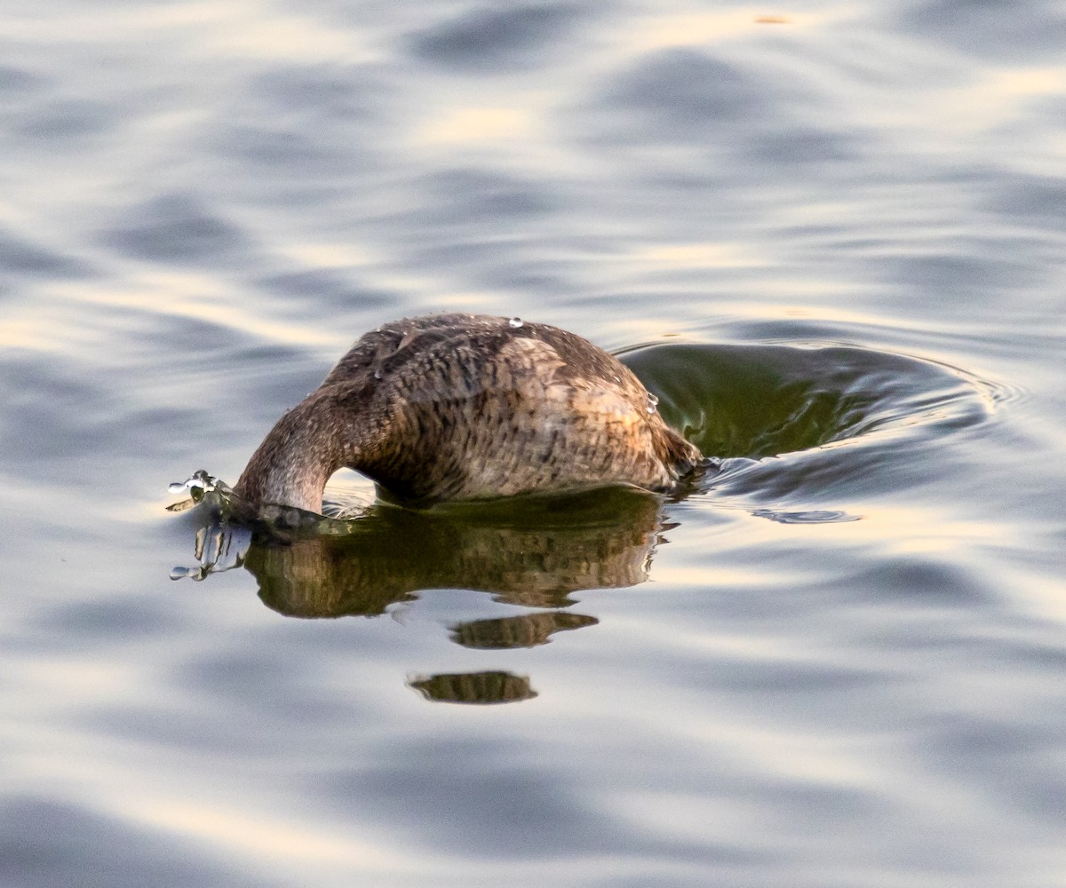 Ruddy Duck - ML645352171