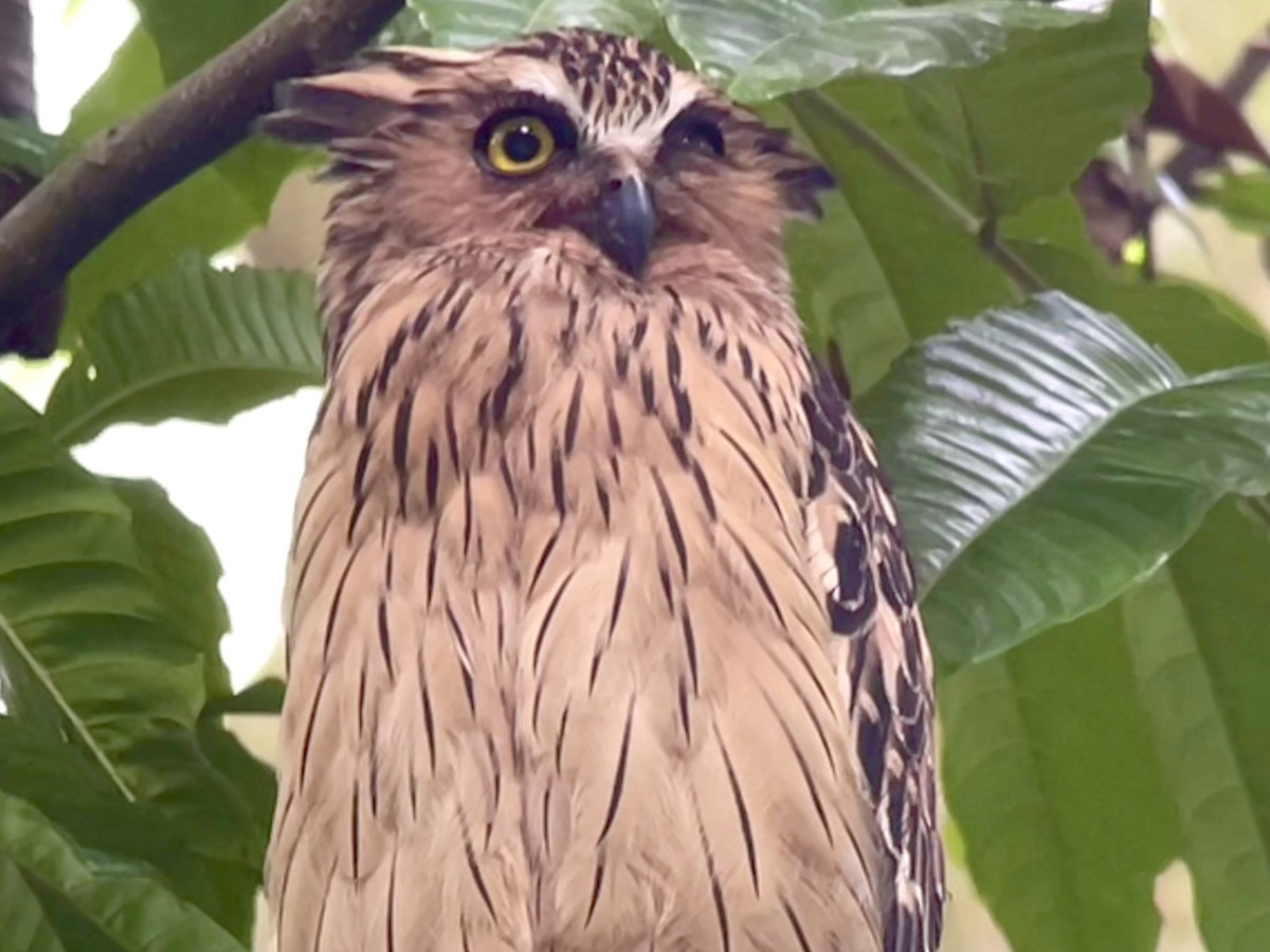 Buffy Fish-Owl - ML645352173
