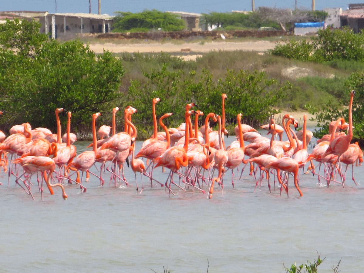 Flamenco Rojo - ML645352175