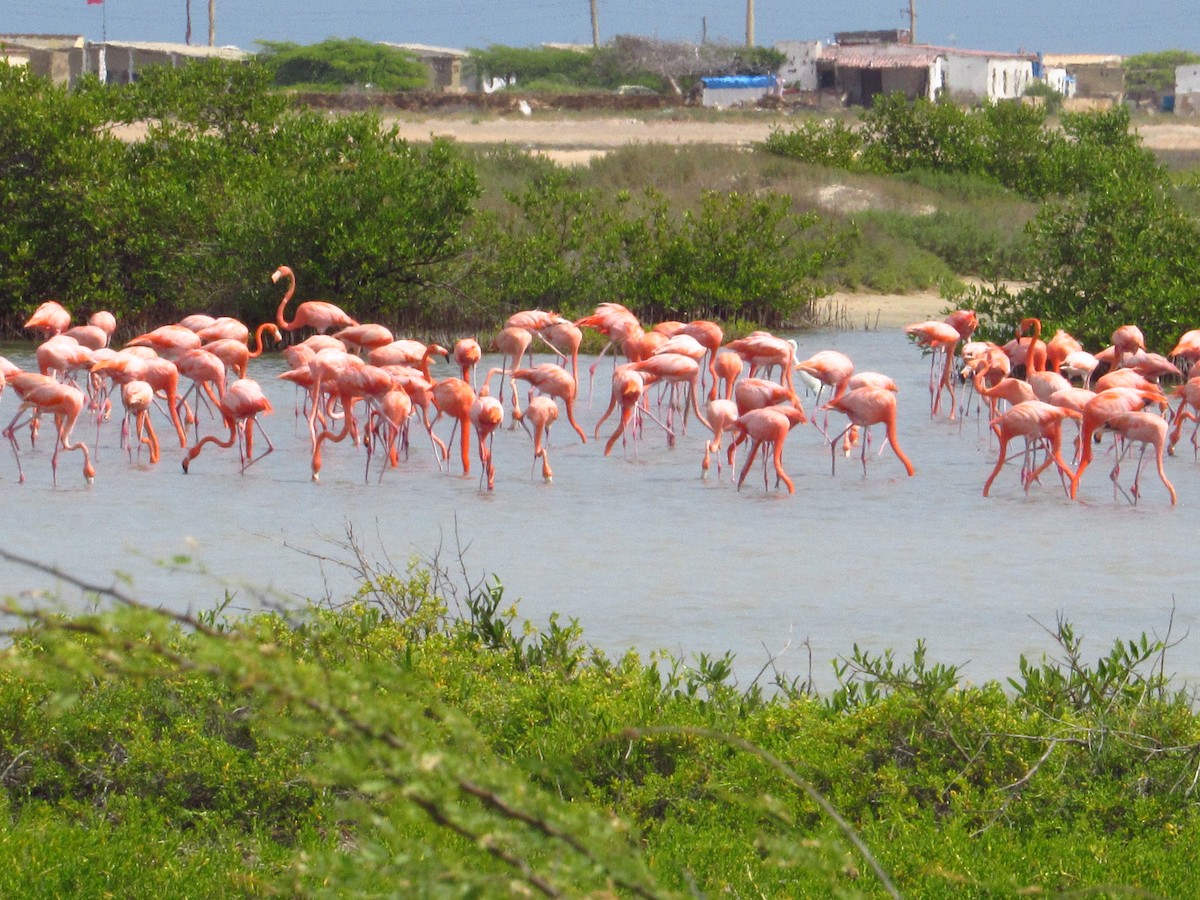 Flamenco Rojo - ML645352178