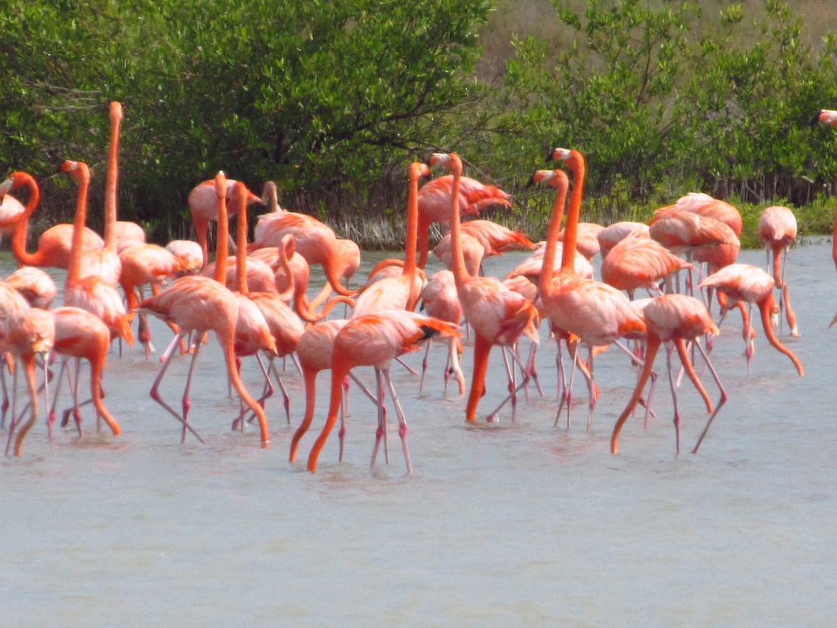 Flamenco Rojo - ML645352180