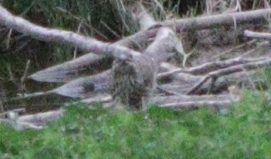 Purple Finch - ML645352183